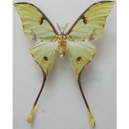 Argema mimosae (Boisduval 1847) male ex. pupa Kenya 106mm61